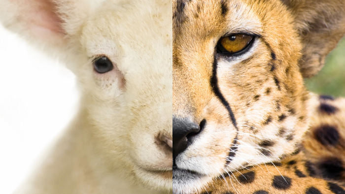 Don’t Just Do Something! Stand There!……Are You a “Cheetah” or “Lamb?……Trust on One Page….. Do You Know Dr. Deming? …..Econ Recon: Sugar Highs and ‘Trouble with the Curve’